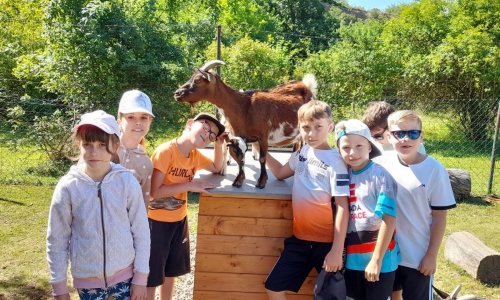 Setkání s lamou alpakou