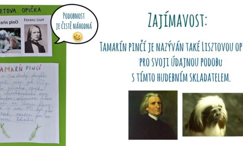 Tamarín pinčí