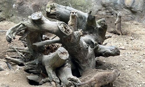 Exkurze do Zoo Hodonín
