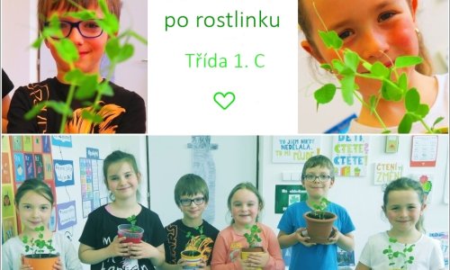 Od semínka po rostlinku